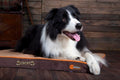 Adam Icon M&A STYLE OFFERS Thermal Self Heating ideal for Dog Bed 82 x 58 x 5cm